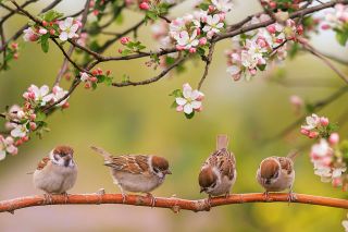Foto: Vögel sitzen auf einem Ast im Hintergrund sind Blüten